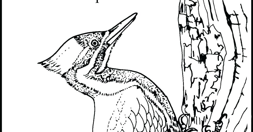 980x514 Woody Woodpecker Coloring Page Woody Woodpecker Printable Coloring