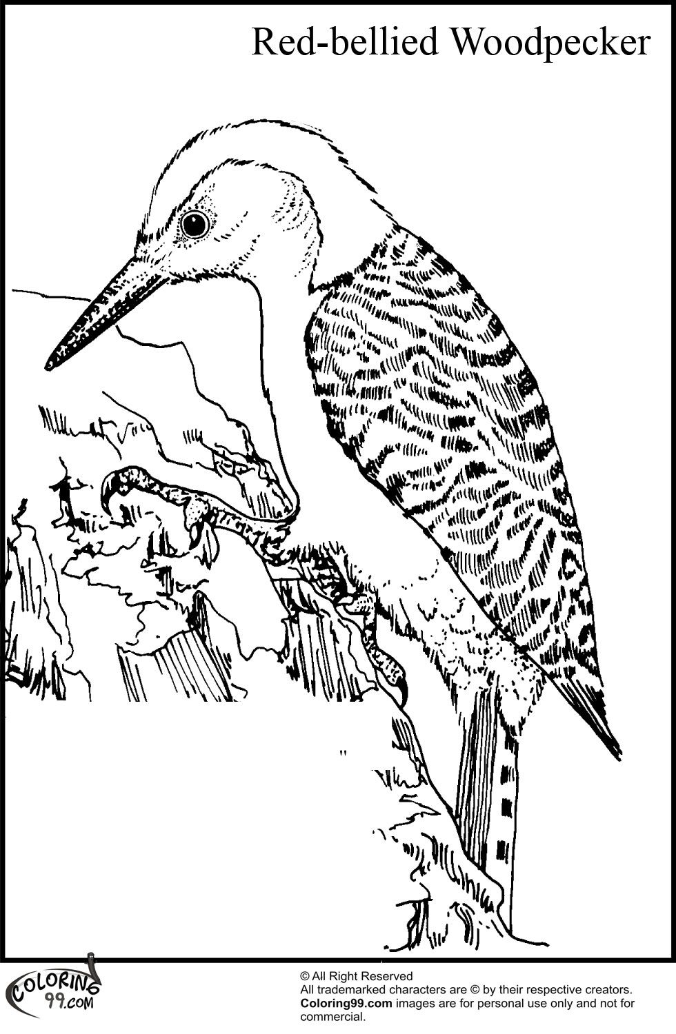 980x1500 Red Bellied Woodpecker Coloring Pages Birds, Insects Etc
