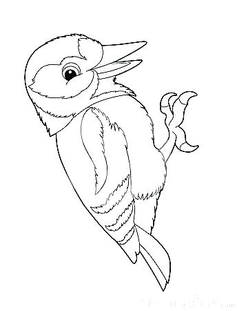 344x450 Gila Woodpecker Coloring Page Printable Coloring Woodpecker