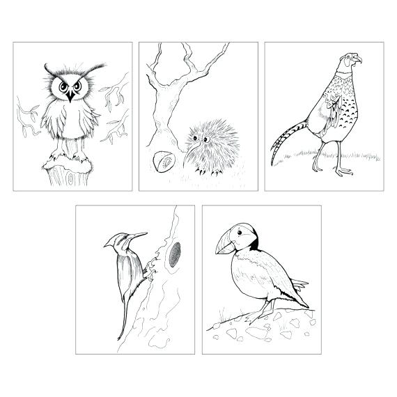 570x570 Kiwi Bird Coloring Page 5 Bird Coloring Page Instant Download