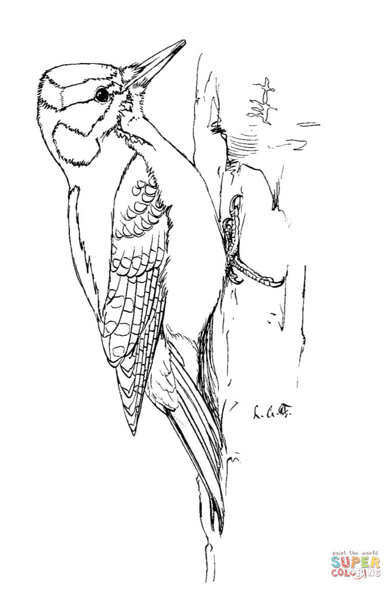764x1150 Portfolio Downy Woodpecker Coloring Page Hairy