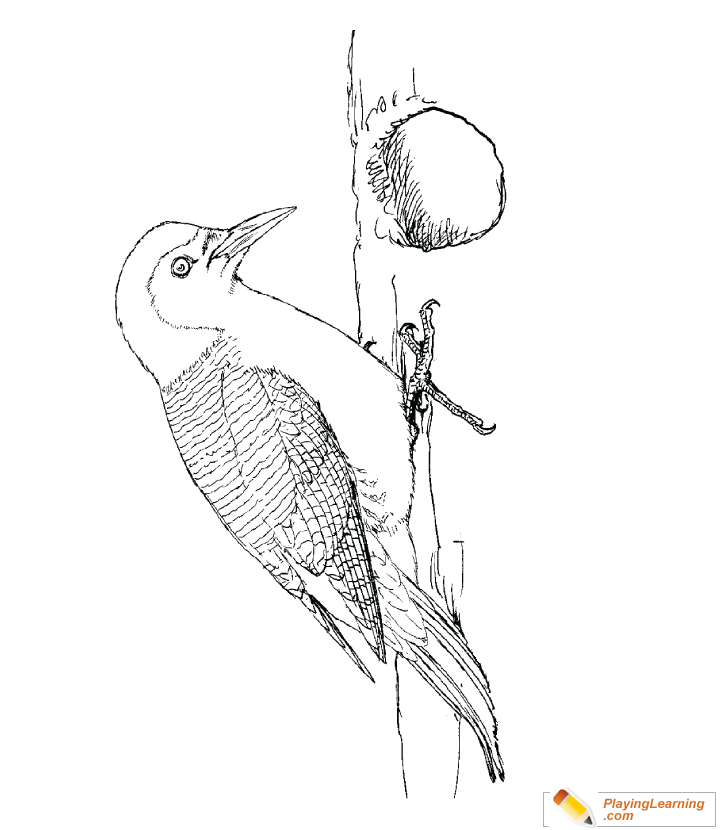 720x830 Red Bellied Woodpecker Coloring Page For Kids