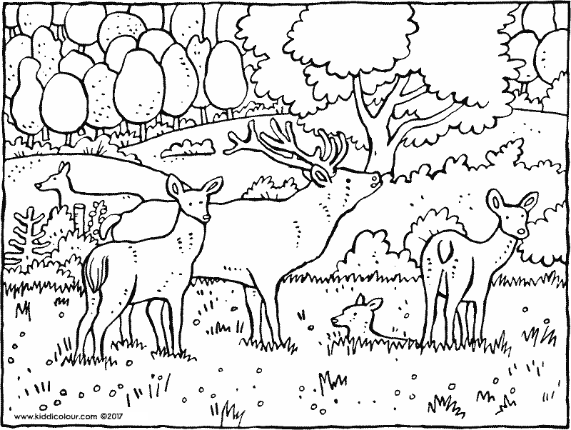 800x602 The Woods Colouring Pages