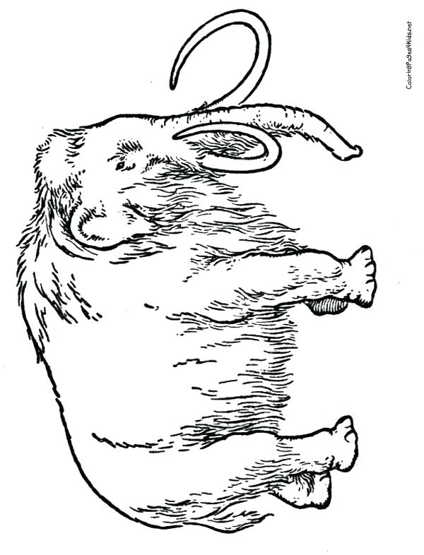 600x786 Wooly Mammoth Coloring Page Mammoth Coloring Page 9 Wooly Mammoth
