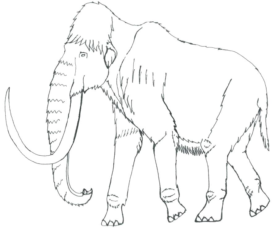 900x743 Wooly Mammoth Coloring Page Mammoth Coloring Page Mammoth Coloring