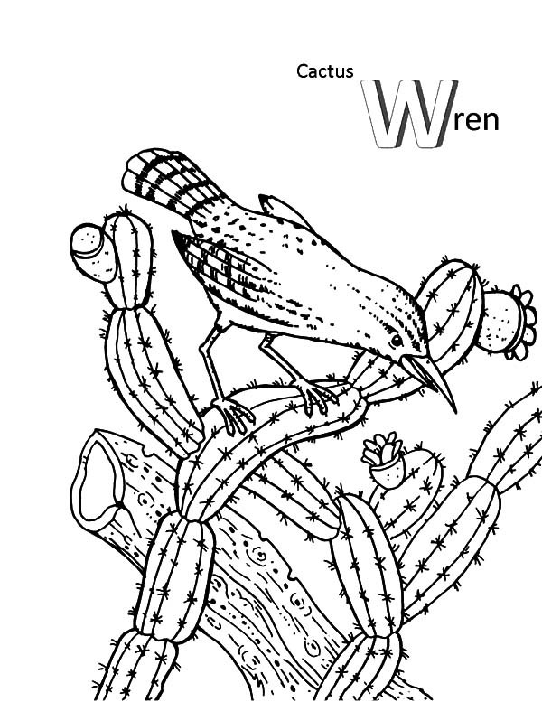 600x777 Cactus Wren And A Bird Coloring Pages Best Place To Color
