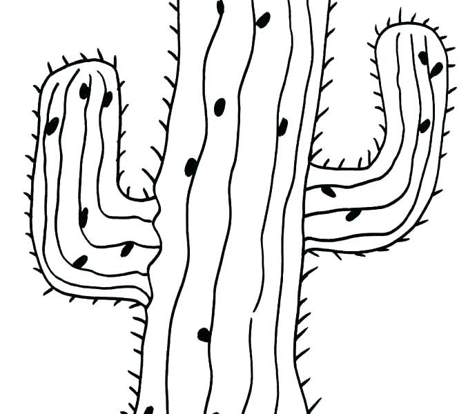 678x600 Fine Cactus Wren Coloring Page Model