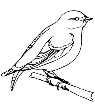 360x425 Carolina Wren Coloring Page Wren Coloring Page Free Printable