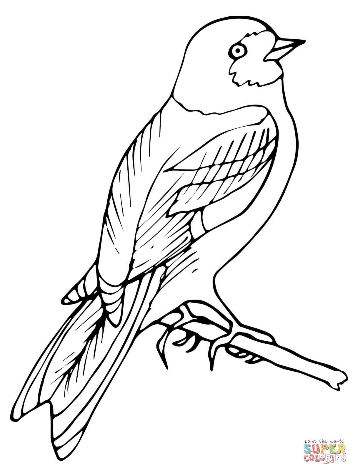 1200x1600 Perched Wren Bird Coloring Page.jpg Pixels Handouts