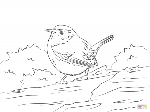 300x224 Blue Wren Download Coloring Page
