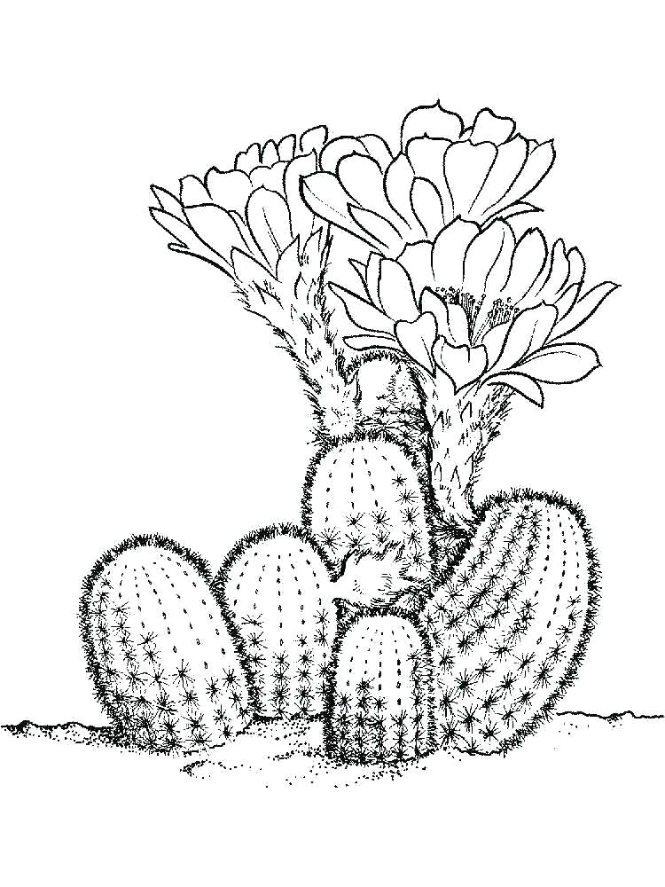 750x1000 Cactus Coloring Page Camel Camel And Cactus Coloring Page Camel