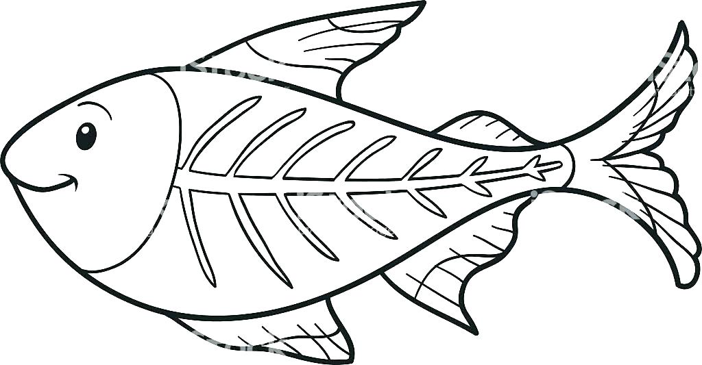 1024x533 X Ray Fish Coloring Page X Ray Fish Colouring Pages Coloring Page