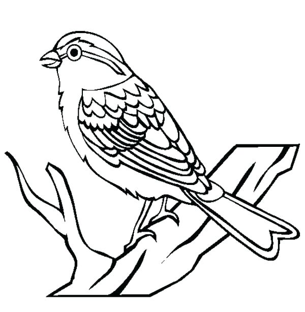 600x614 Bird Coloring Pictures Yellow Angry Bird Coloring Page