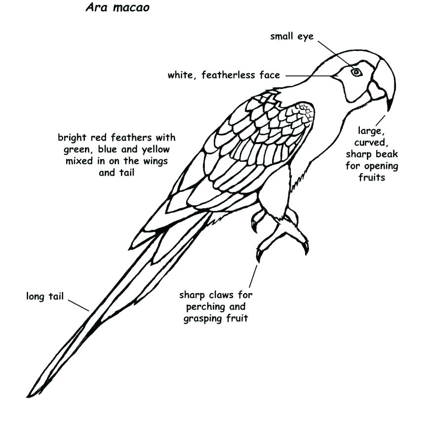 863x900 Lovely Macaw Bird Coloring Page Images Resume Ideas Macaw Coloring