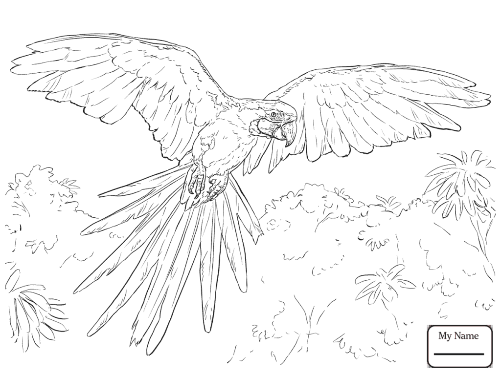 1024x768 Scarlet Macaw Drawing And Coloring Free Birds Page Animals Book