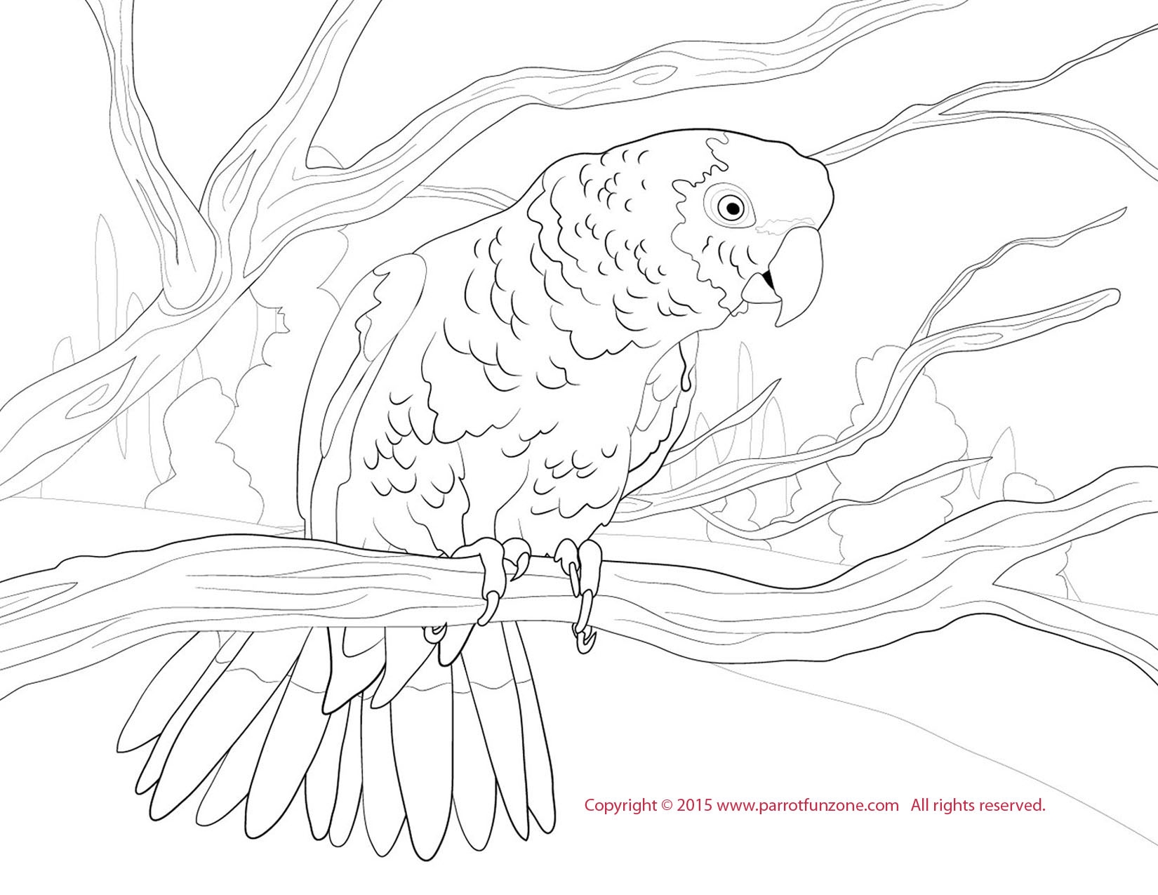 1650x1275 Awesome Macaw Coloring Page Design Printable Coloring Sheet