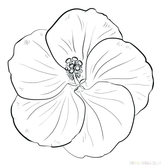 559x575 Yellow Coloring Pages Yellow Coloring Pages Printable Coloring