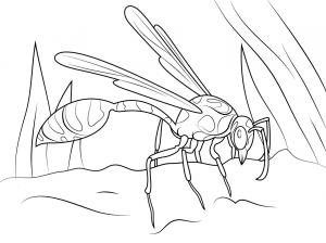 300x224 Yellow Jacket Wasp For Coloring Pages