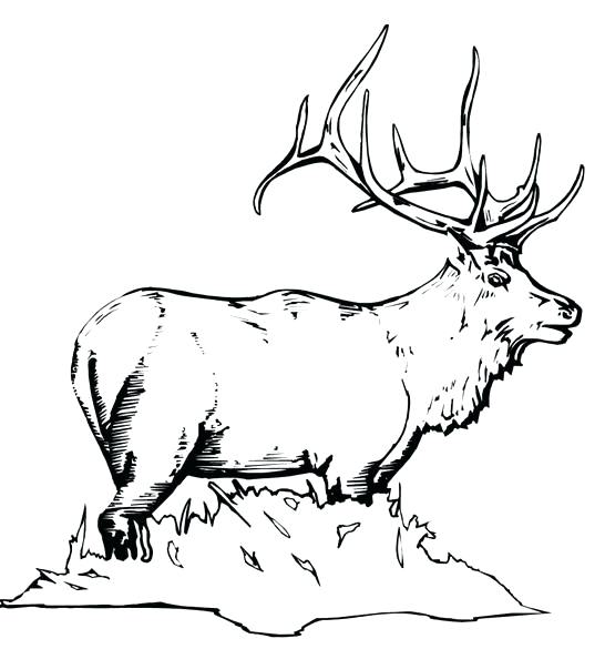 546x585 Yellowstone National Park Coloring Pages Elk Coloring Page