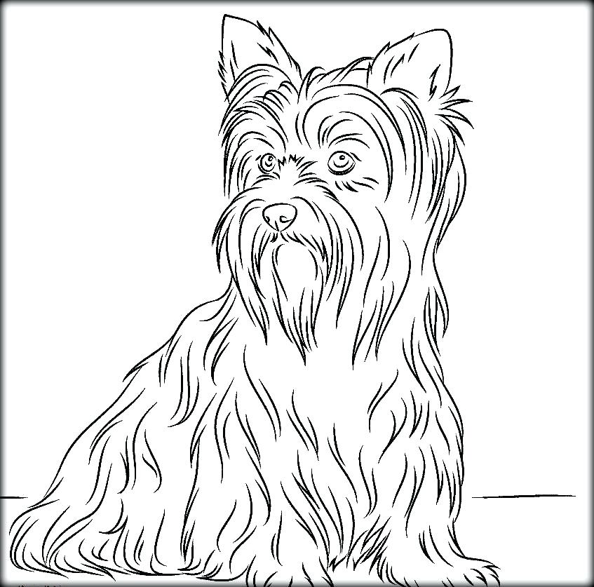 847x837 Yorkie Coloring Pages Coloring Pages Book On Dog For S Kids Color