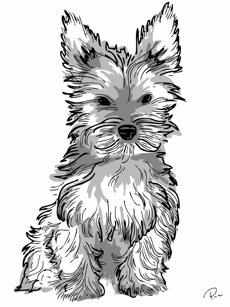 768x1024 Yorkshire Terrier Coloring Page Samantha Bell Unusual Yorkies