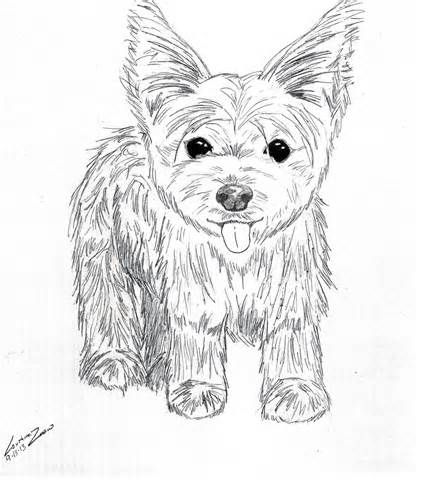 Yorkie Dog Coloring Pages