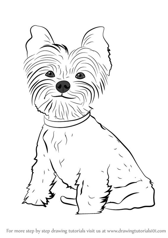 567x800 Learn How To Draw Yorkie Puppy (Dogs) Step By Step Drawing Tutorials