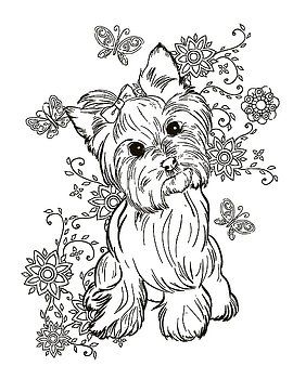 270x350 Yorkie Terrier Por Cindy Elsharouni Coloring Pages