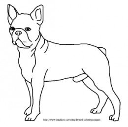 260x258 Peachy Design Ideas B Simple Boston Terrier Coloring Page
