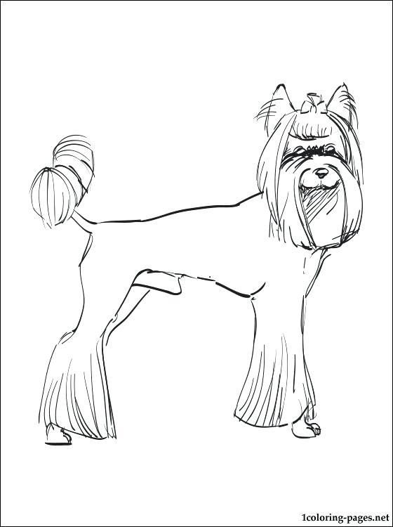 560x750 Yorkie Color Pages Coloring Page Teacup Coloring Pages Coloring