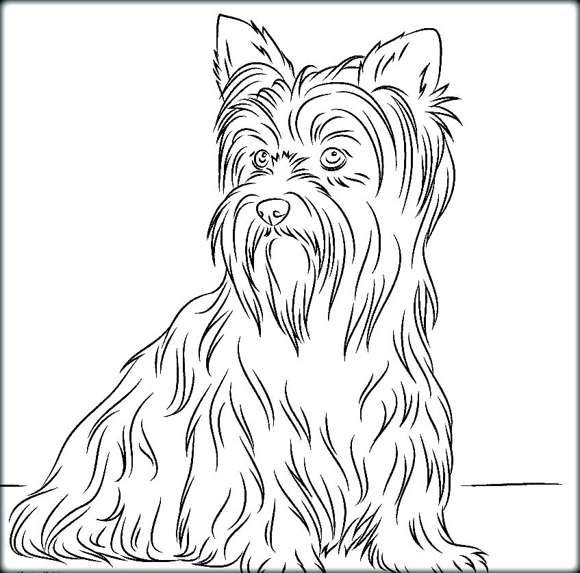 847x837 Yorkshire Terrier Coloring Pages Kid Yorkshire Terrier Printable
