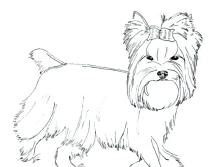 440x330 Yorkshire Terrier Coloring Pages Terrier Coloring Pages Yorkshire