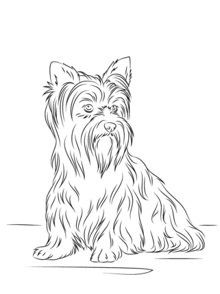 321x430 Yorkshire Terrier Coloring Page Digi Stamps And Coloring Pages