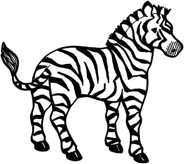 600x533 Zebra Without Stripes Coloring Pages Free Zebra Color Sheet