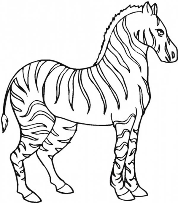 600x686 Zebra Coloring Pages 2
