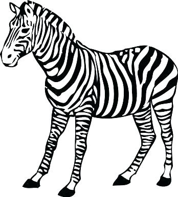 348x384 Zebra Coloring Sheet Grandmaman.site