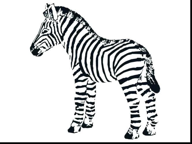 667x500 Zebra Without Stripes Coloring Pages Free Toad Page Animal