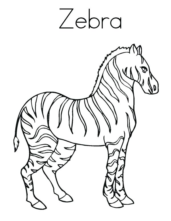 600x776 Zebra Coloring Page Zebra Zebra Coloring Page Coloring Page Animal