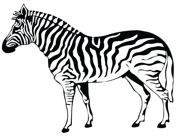 600x453 Fascinating Zebra Pictures To Print Coloring Pages Online