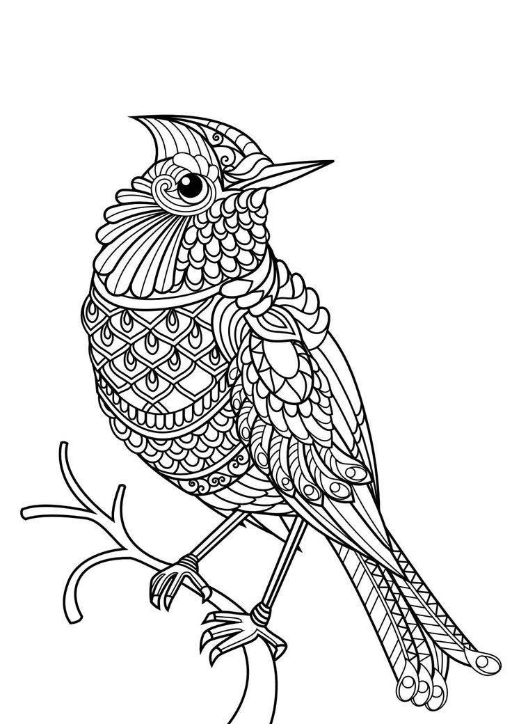 736x1040 Animal Coloring Pages Pdf Beautiful 1077 Best Adult Colouring