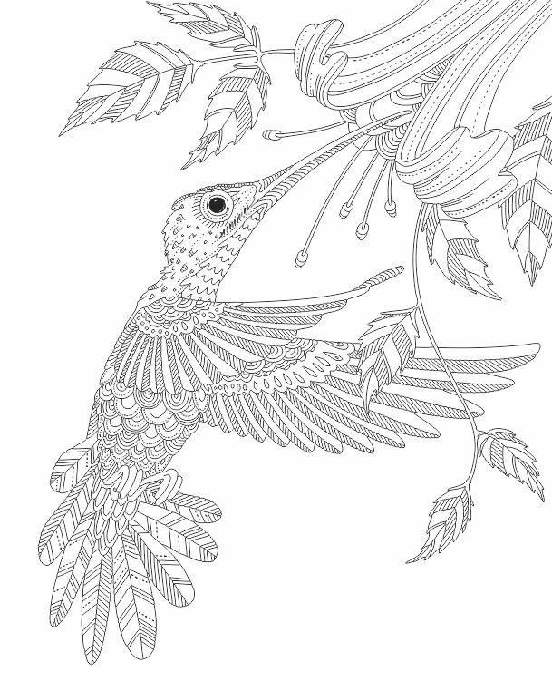 609x751 Hummingbird Zentangle Coloring Pages Colouring Adult Detailed