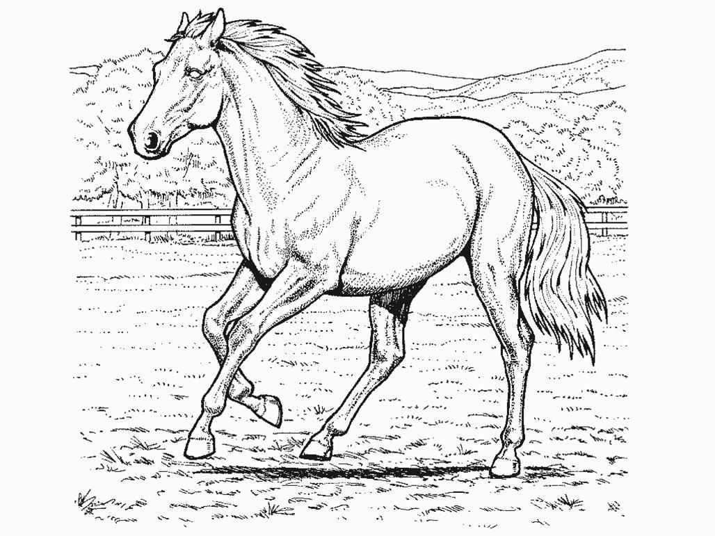 1028x771 Horse Coloring Page Realistic Animals, Butterflies, Amp Birds Etc