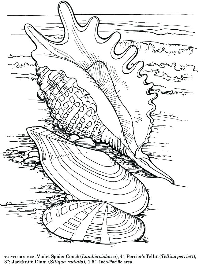 650x887 Sea Shell Coloring Page A Lovely Zigzag Scallop Seashell Drawing
