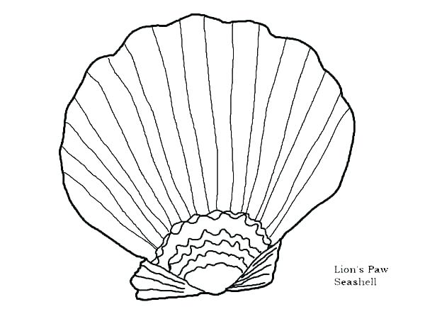 600x450 Sea Shell Coloring Pages A Lovely Zigzag Scallop Seashell Drawing