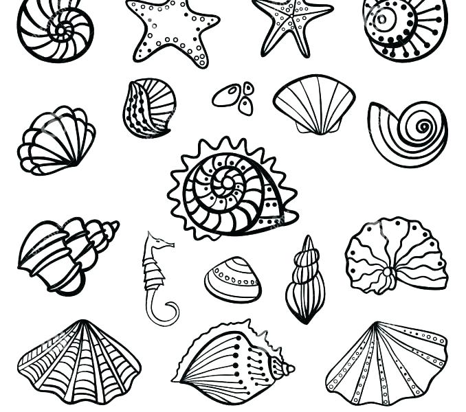 678x600 Sea Shells Coloring Pages Seashell Coloring Pages Seashells