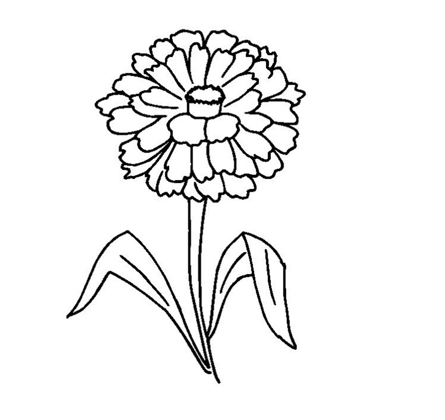1416x1334 Amazing Zinnia Coloring Page Printable Pic Of Flower Concept
