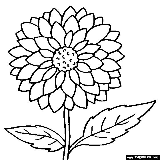 560x560 Zinnia (15)