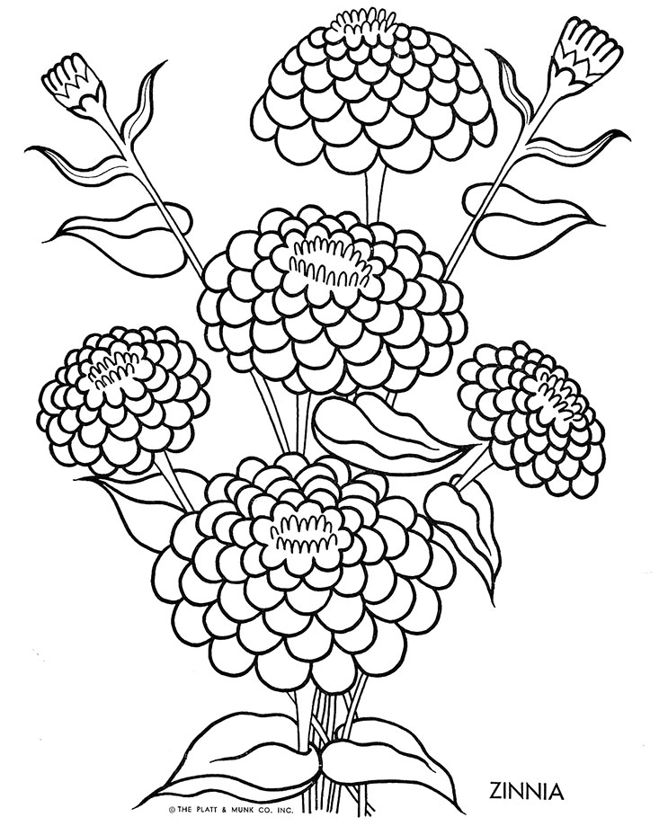 Zinnia Flower Coloring Pages