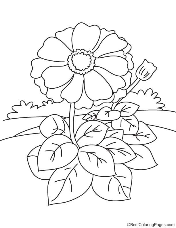 612x792 Free Zinnia Flower Coloring Pages, Flower Coloring Page Zinnia