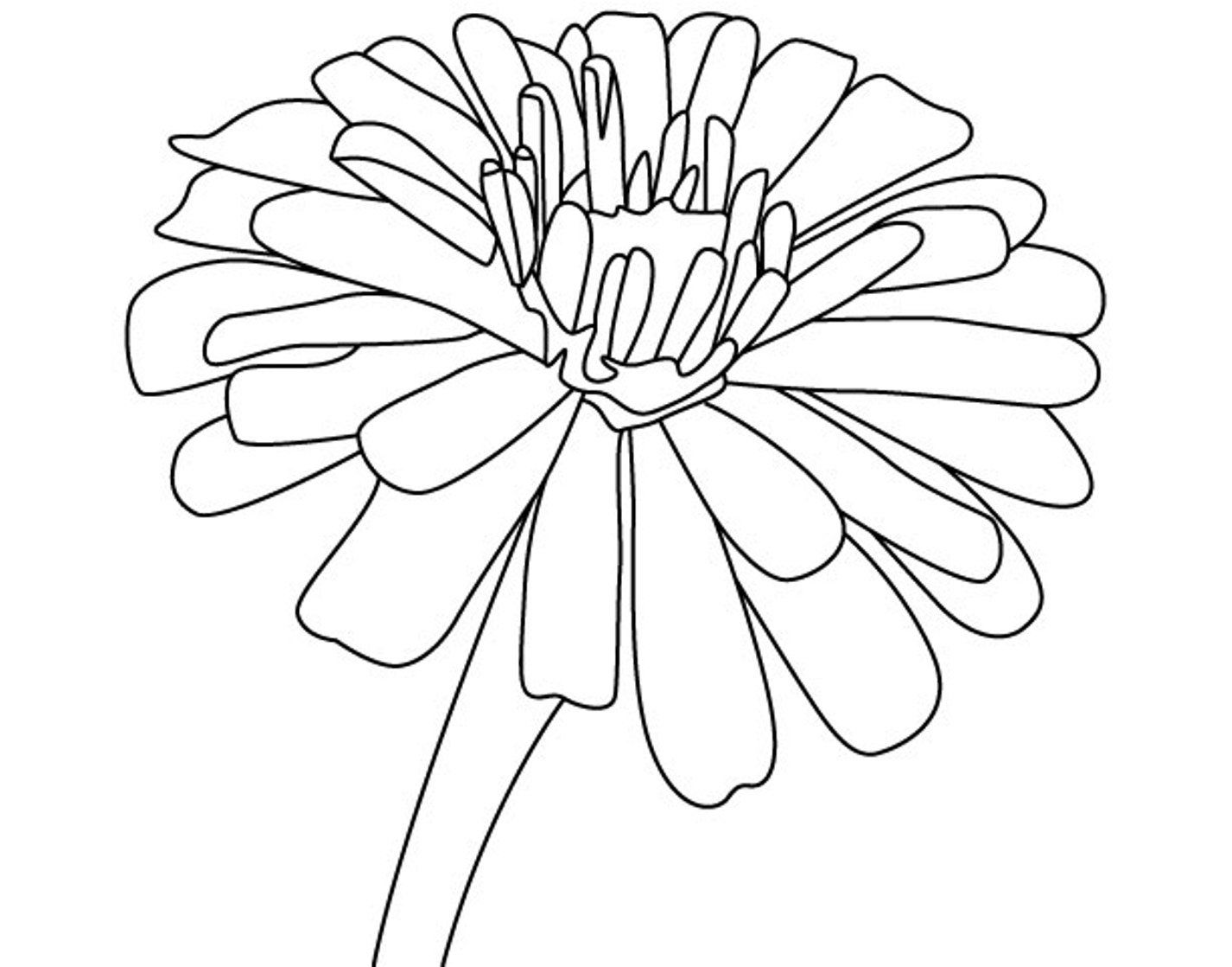 1426x1118 Unbelievable Zinnia Flower Coloring Page Of Pics Concept